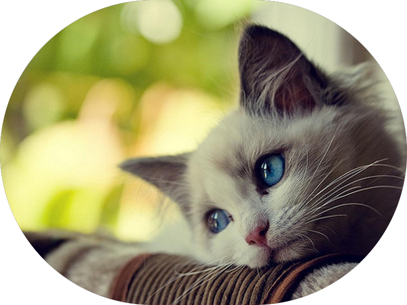 Foto 6 de ABO Sorocaba - Clínica Odontológica e Cursos Profissionalizantes