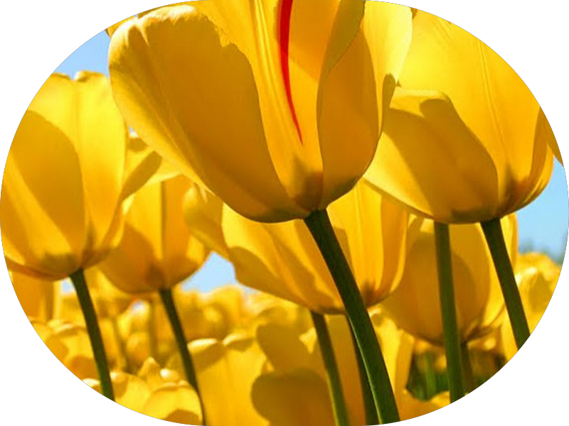 Foto 5 de Abrace Orto Odontologia Estética