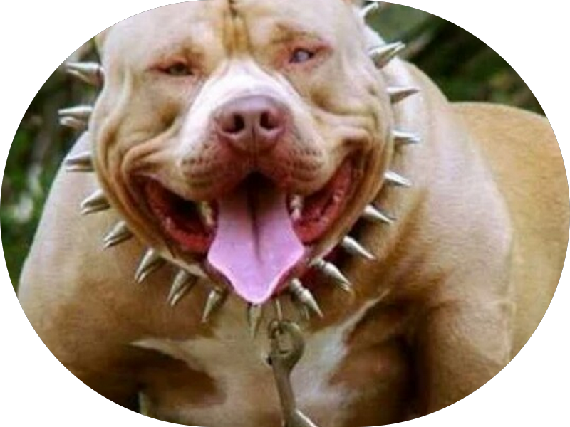 Foto 3 de Acupuntura e Quiropraxia Dornellas