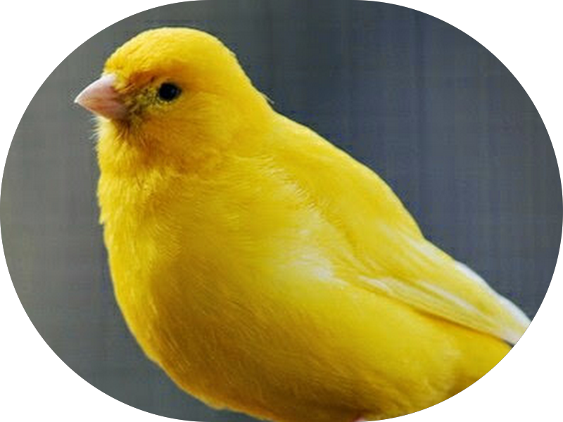 Foto 2 de AF Odontologia da Família