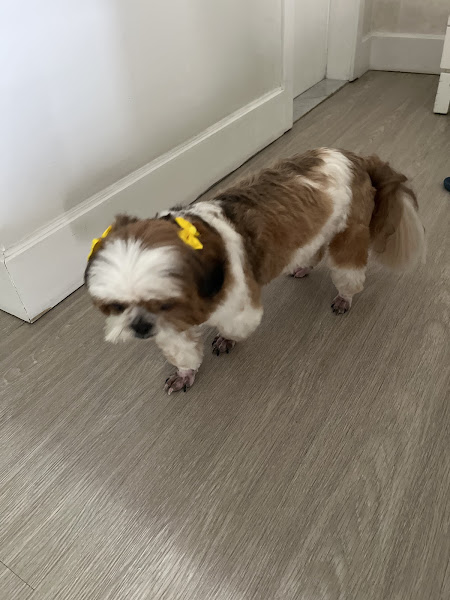 Foto 2 de AMA Pets - 24 Horas