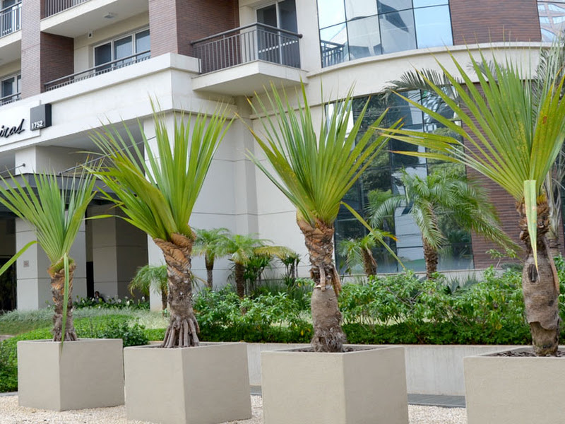 Foto 10 de Amartis Odontologia