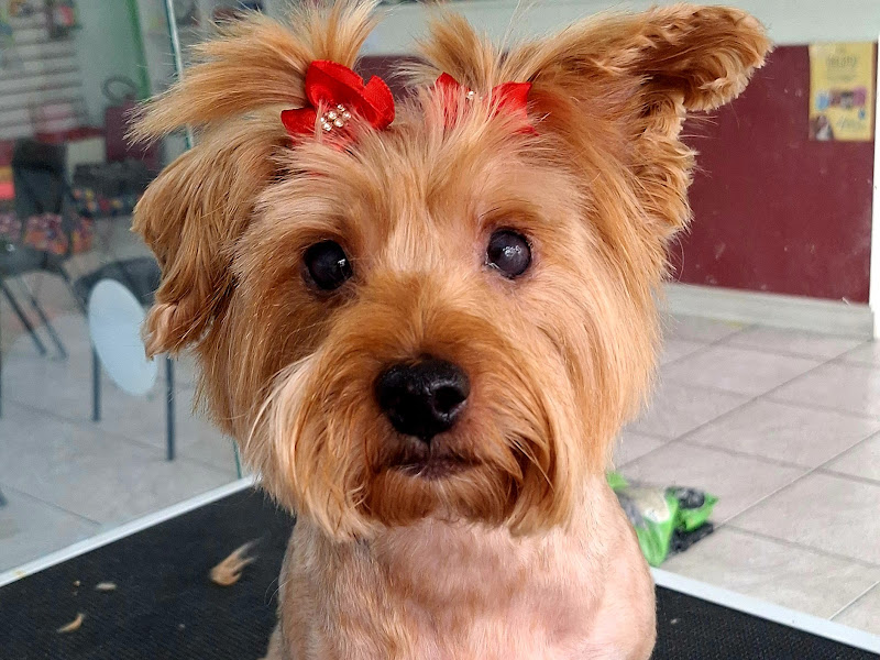 Apaixonados por quatro patas - Unidade Vista Alegre