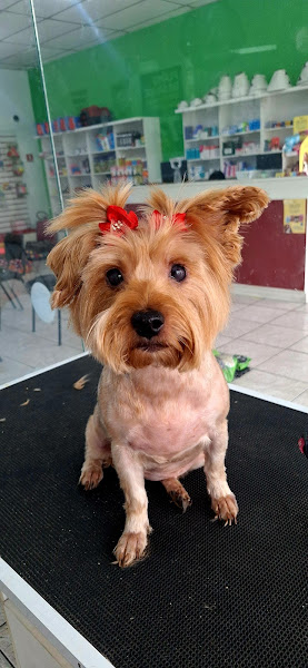 Foto 2 de Apaixonados por quatro patas - Unidade Vista Alegre