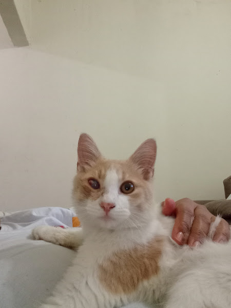 Foto 3 de Apaixonados por quatro patas - Unidade Vista Alegre