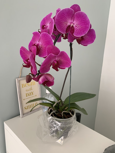 Foto 3 de Arneiro Saúde Oral