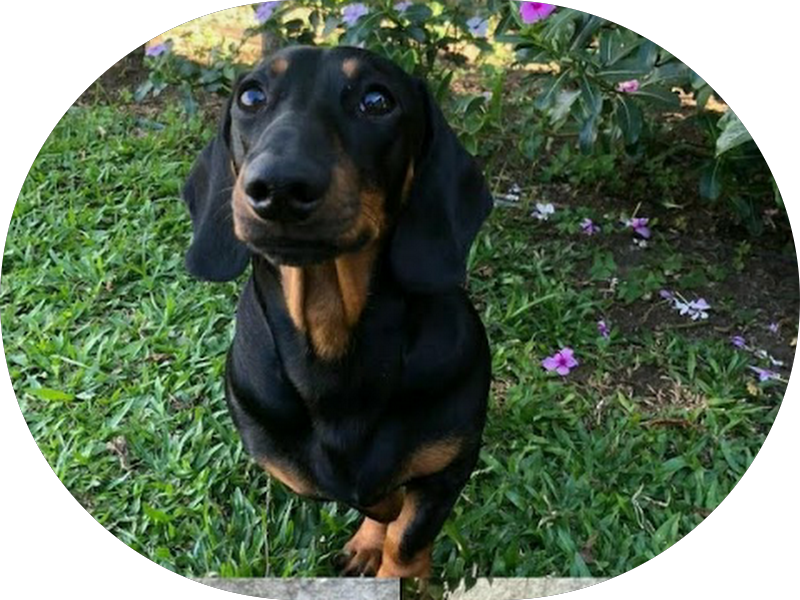 Foto 3 de Associação Santa Terezinha de Reabilitação Auditiva-ASTRAU