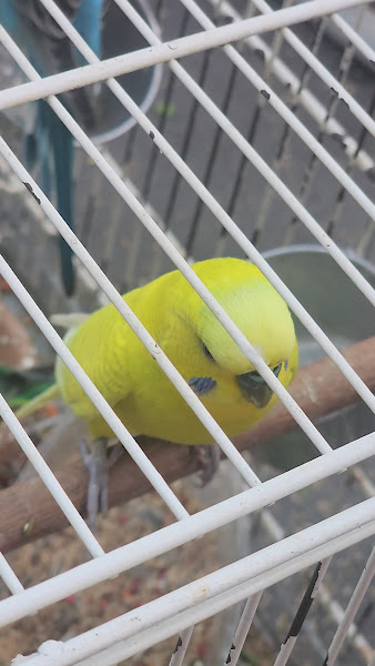Foto 2 de Aviario Canto Certo