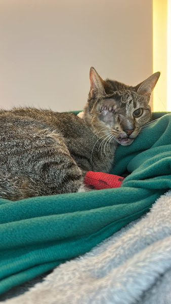 Foto 2 de BadiLab Cirurgias e Especialidades - Unidade II