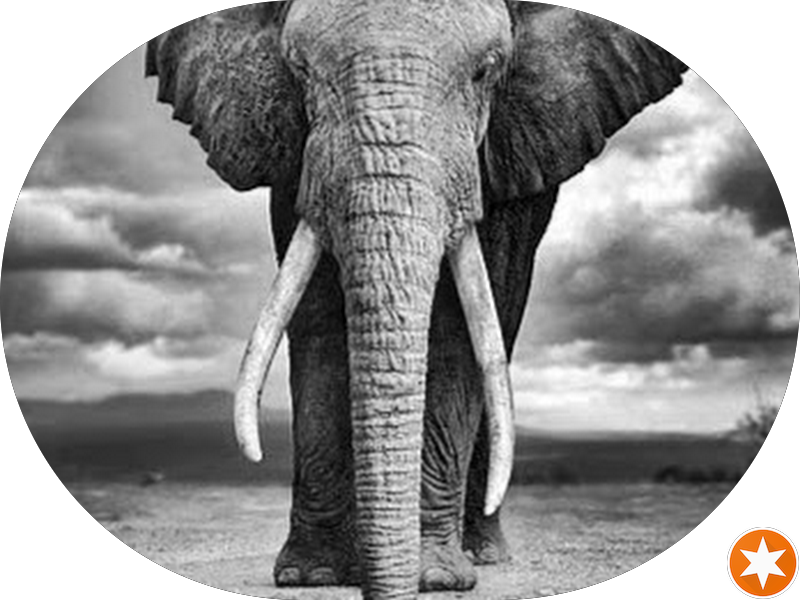 Foto 3 de Bella Odontologia e Ortodontia Avançada