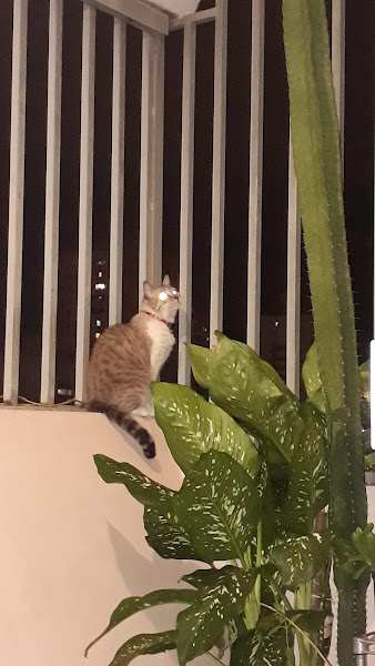 Foto 2 de Bosque da Saude