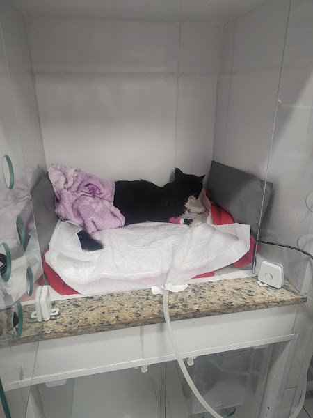 Foto 3 de C. A. T. para Gatos