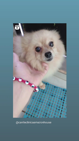 Foto 3 de Canil e Clínica Amazon House