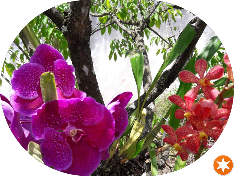 Foto 6 de Canto da Lagoa Espaço Saúde