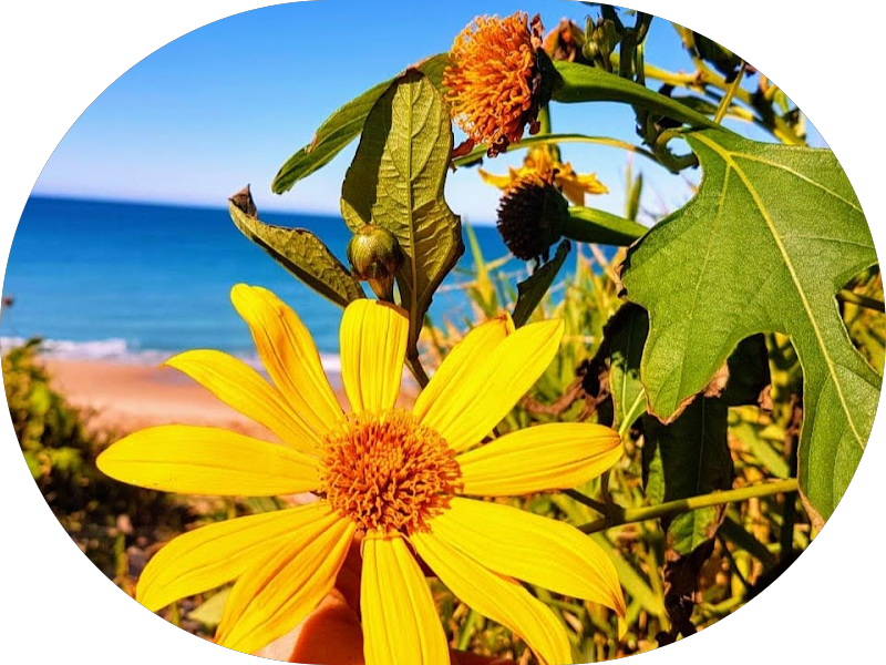 Foto 6 de Carneiro Odontologia | Urgência 24hrs | Odontopediatria