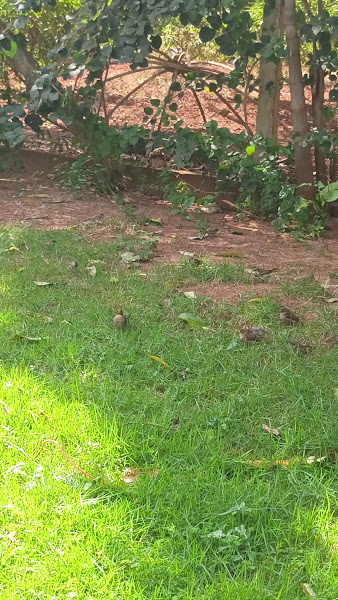 Foto 3 de Casa de Repouso Nova Esperança