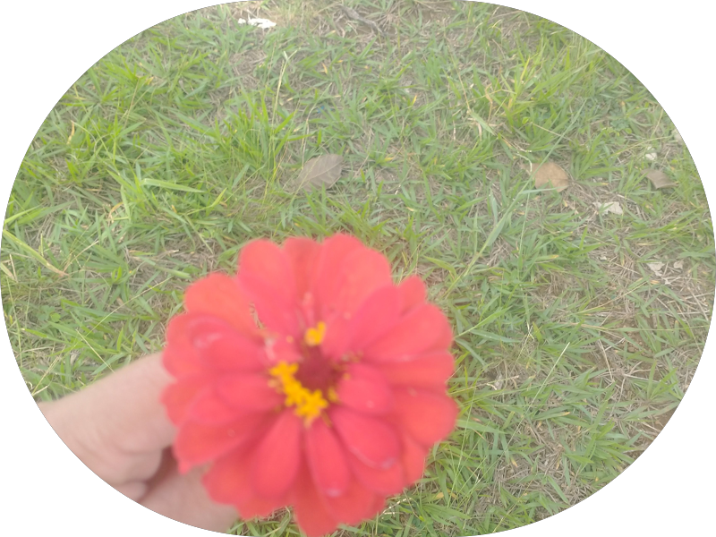 Foto 3 de Central Odontológica de Goiânia-Go. Sebastião Alves Ribeiro