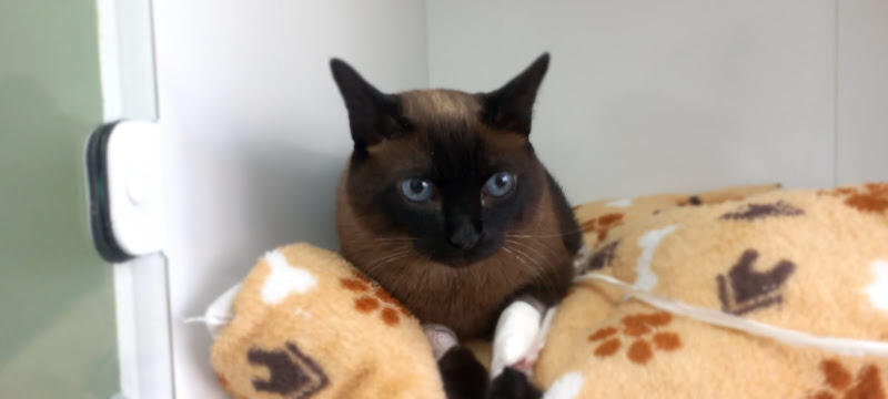 Foto 3 de Centro Clínico Vital PetCare