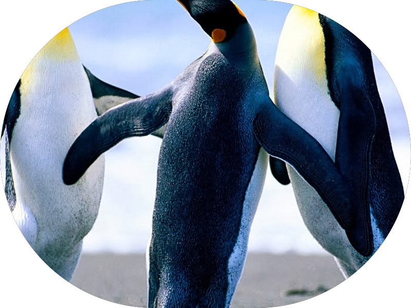 Foto 2 de Centro Radiológico Buco Maxilo Facial