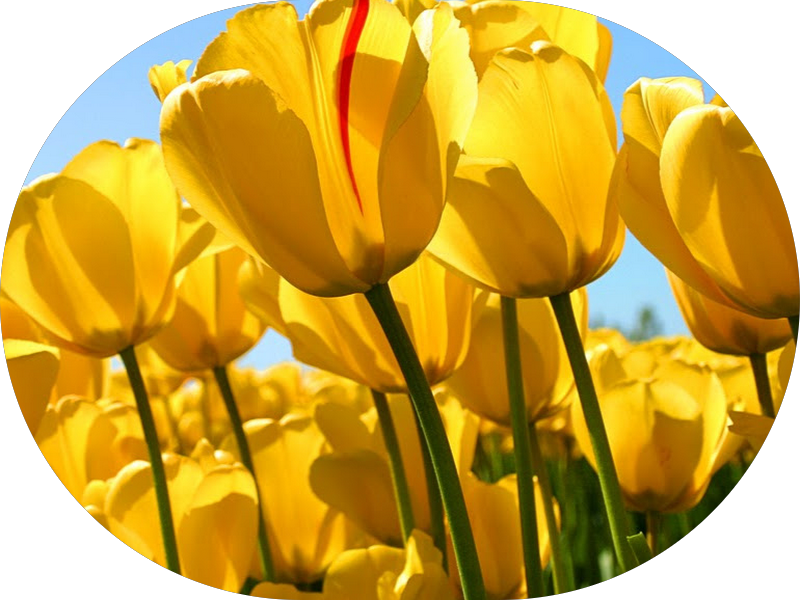 Foto 2 de CEO - Centro de Especialidades Odontológicas