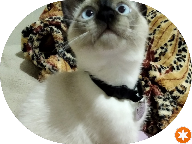 Foto 6 de CkO Odontologia Ltda