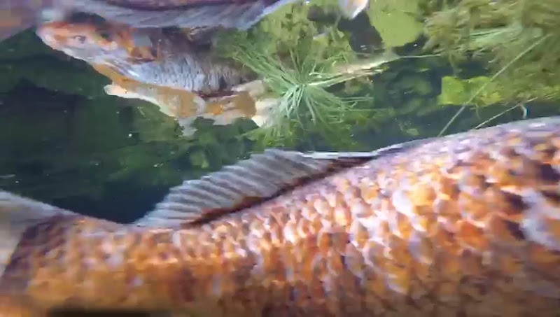 Foto 3 de Clínica Biofilia