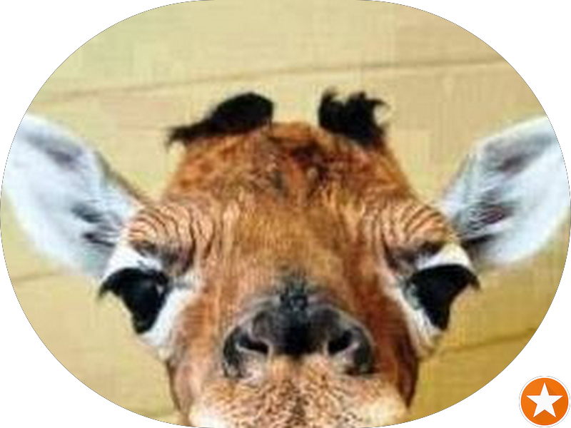 Foto 6 de Clínica Busato Odontologia - Cascavel