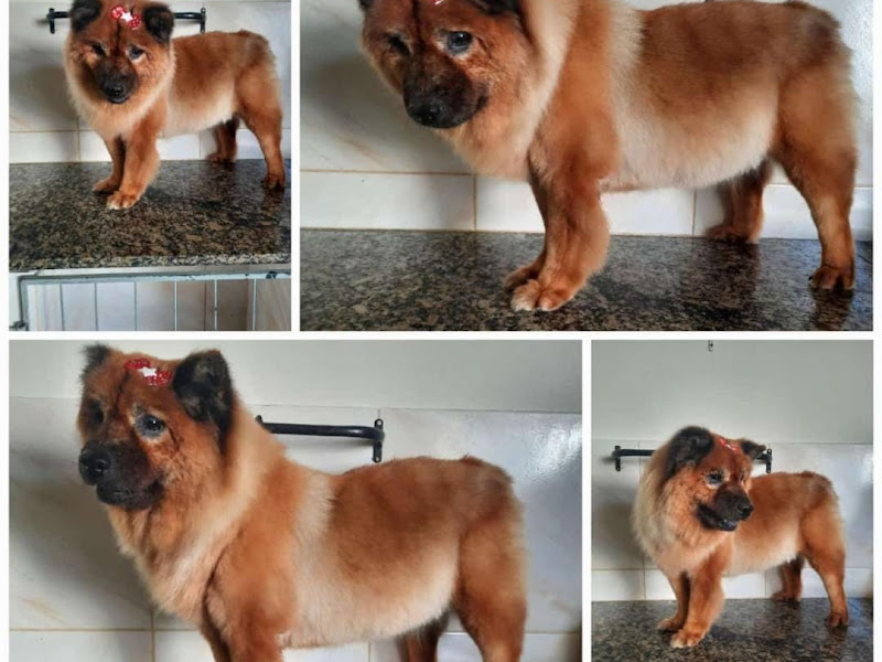 Foto 3 de Clínica Central Vet