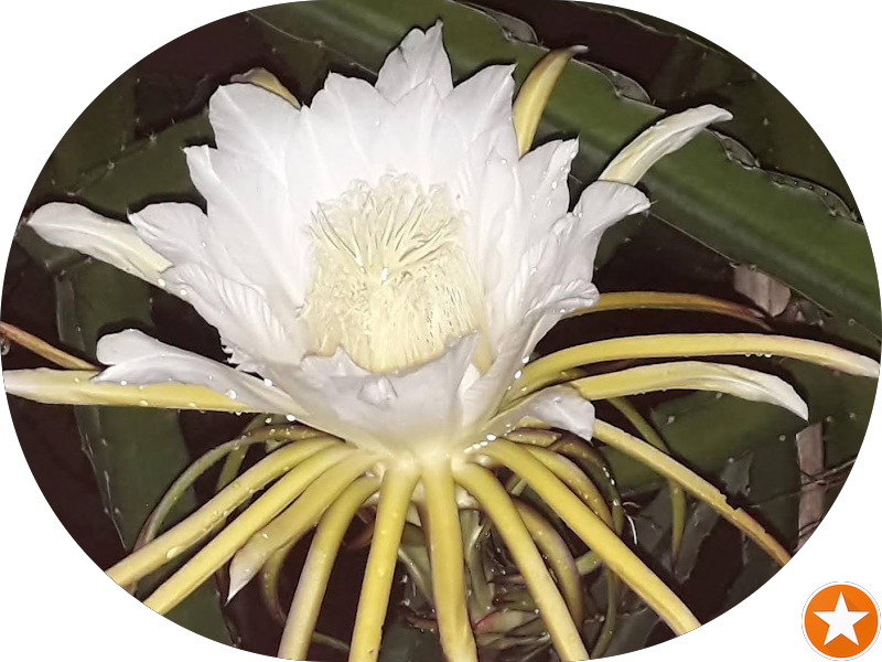 Foto 4 de Clínica Dentista do Povo - Bauru