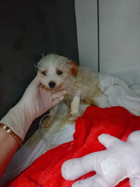 Foto 3 de Clínica dos Animais