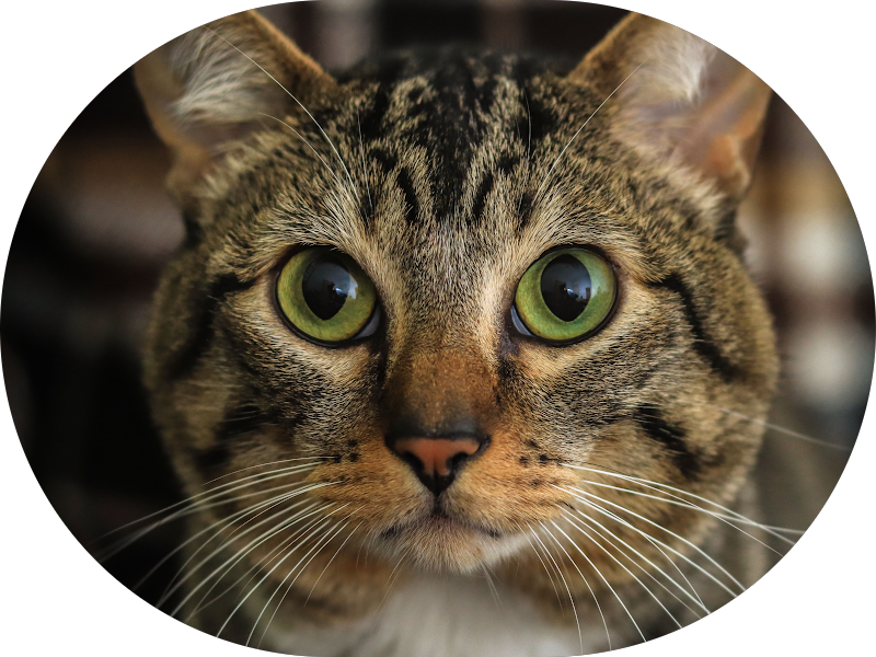 Foto 4 de Clínica Duo Farah Odontologia e Estética