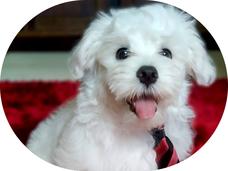 Foto 5 de Clínica Furtado e Kabuki - Odontologia Especializada em Londrina