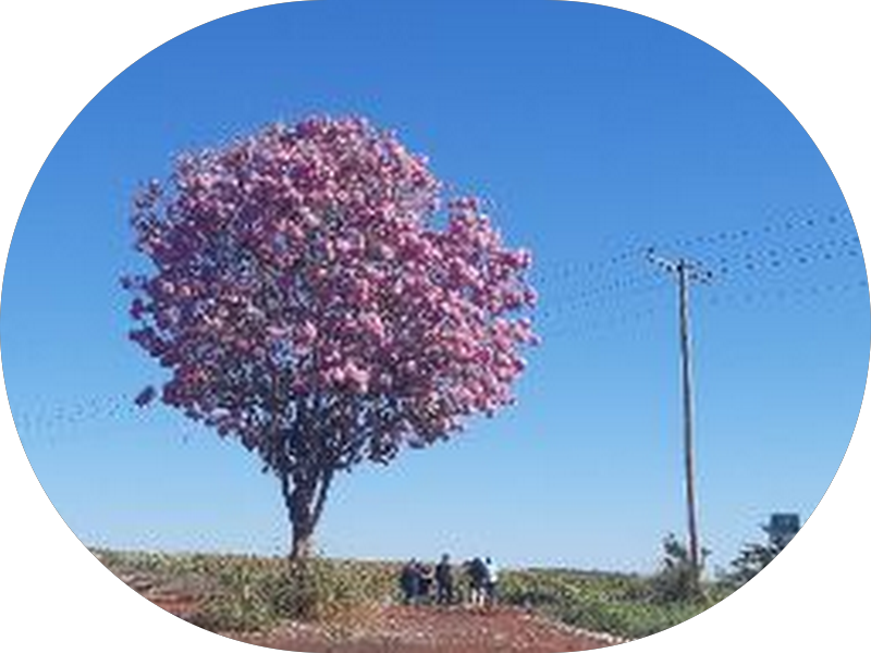 Foto 4 de Clínica Gathi Odontologia