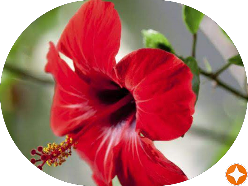 Foto 7 de Clínica Odontológica Bóccoli