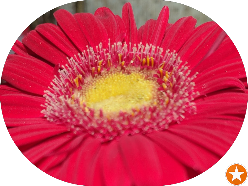 Foto de Clinica Odontologica dra Paula Barroso