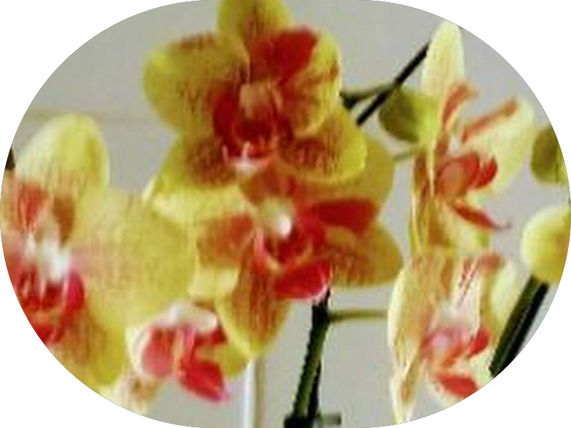 Foto 6 de Clínica Odontológica | FAESA