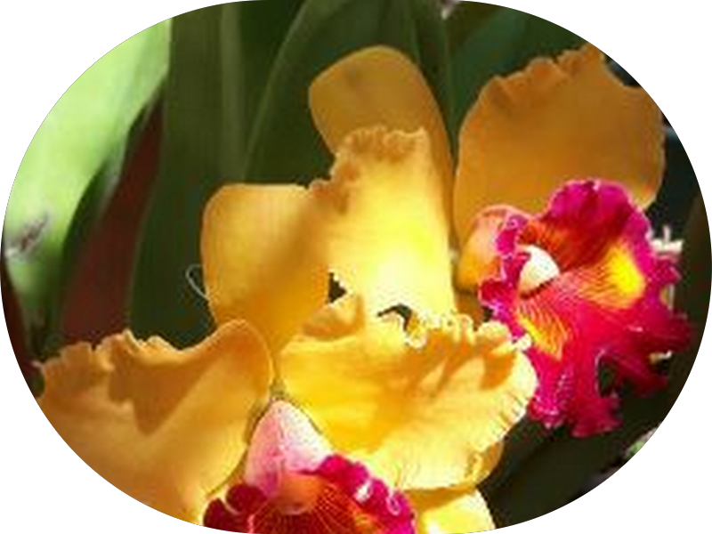 Foto 4 de Clinica Odontológica Misuno e Misuno