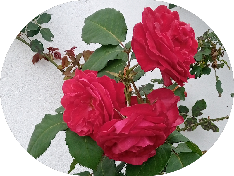 Foto 3 de Clinica Odontologica Ortoface