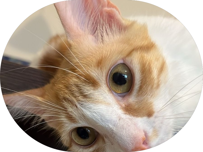 Foto 2 de Clínica Odontológica Oscar Leôncio de Castro