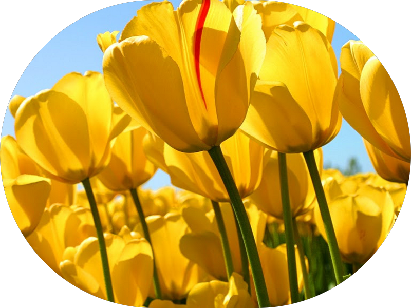 Foto 2 de Clinica Ortho Vip odontologia