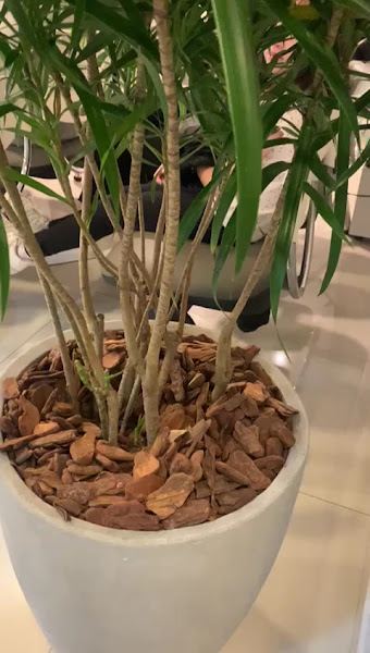 Foto 5 de Clinica Perfectta Odontologia