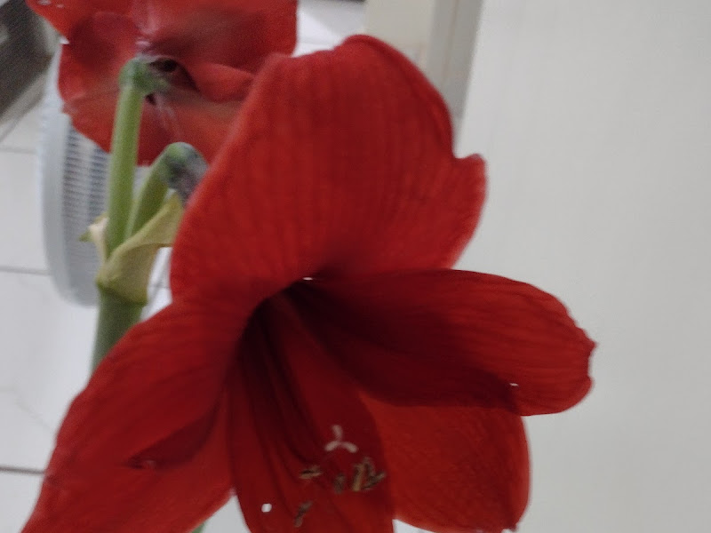 Foto 9 de Clínica Prime Odontologia Integrada