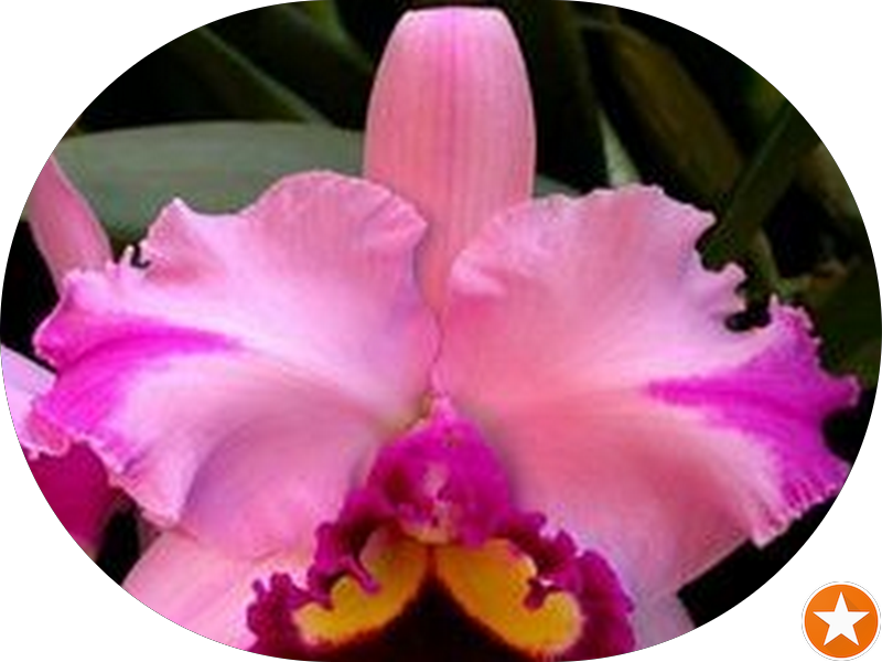 Foto 3 de Clinica Pró Dente