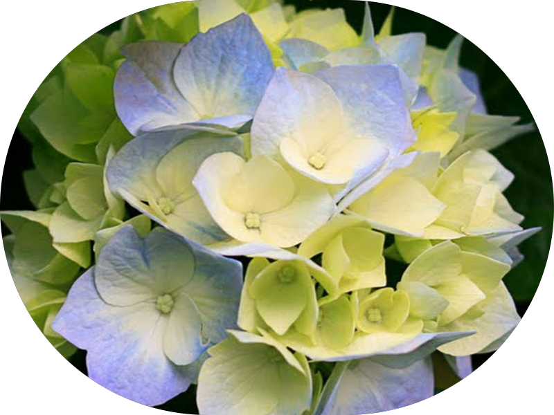 Foto 3 de Clínica Rob