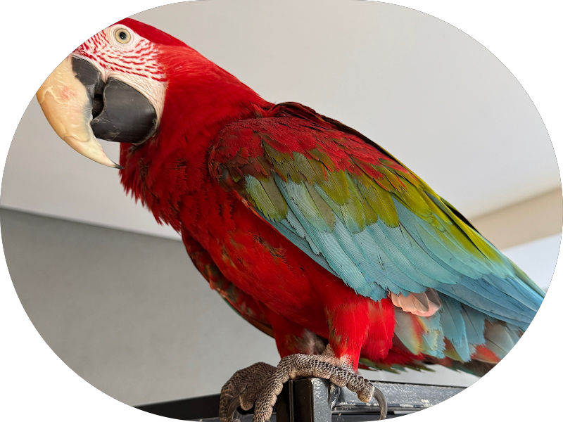 Foto 5 de Clínica Sorrisinhos l Ortodontia l Odontopediatria l Pacientes Especiais l Adultos