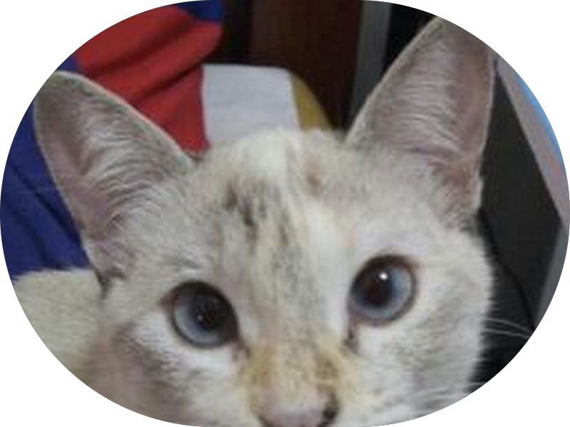 Foto 2 de Clínica Soul Centro de Bem Estar São Carlos