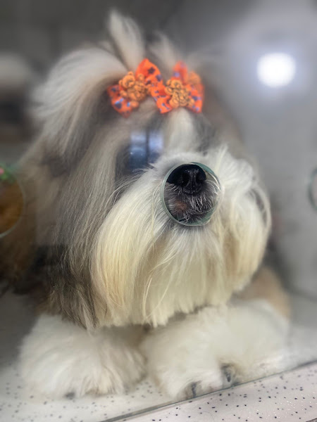 Foto 3 de Clínica Super Pet Coral