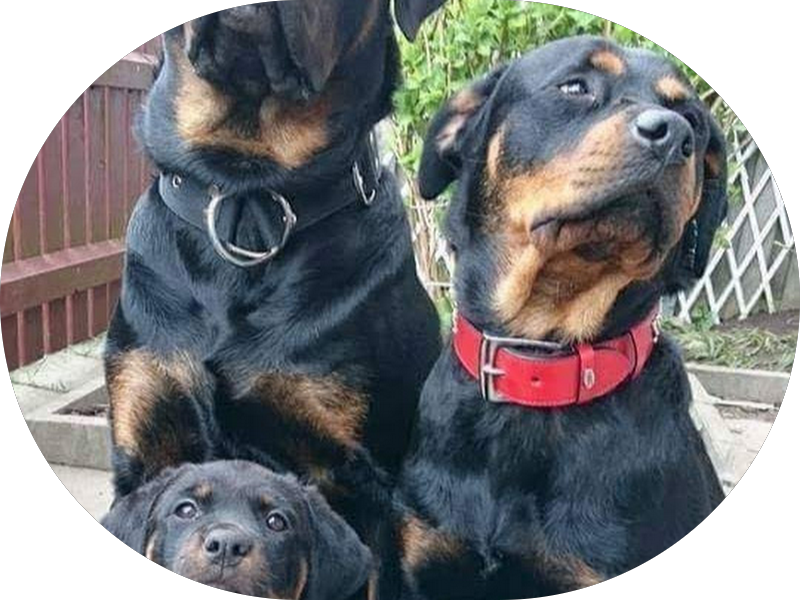 Foto 6 de Clinica Volte a Sorrir Mais - Dourados/MS