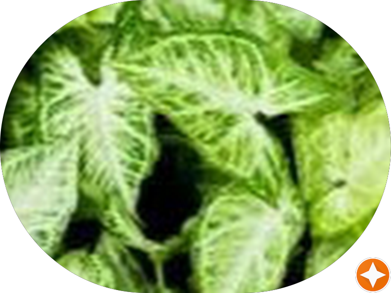 Foto 6 de Cliniodonto - Odontologia Integrada