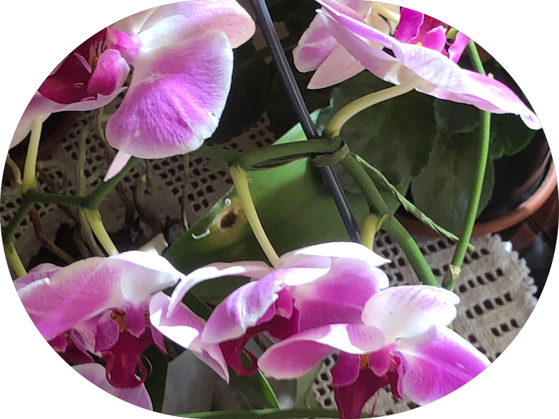 Foto 2 de Consultorio Dentário Dra. Aline Ponssoni